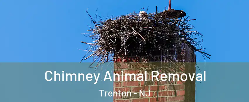  Chimney Animal Removal Trenton - NJ