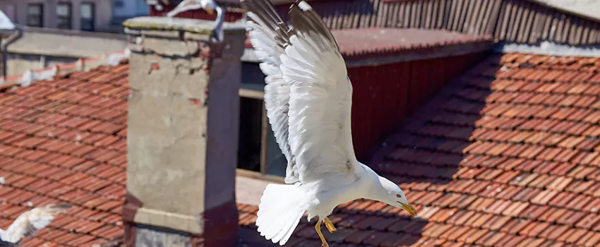 Residential Chimney Animal Removal Solution in Trenton, NJ