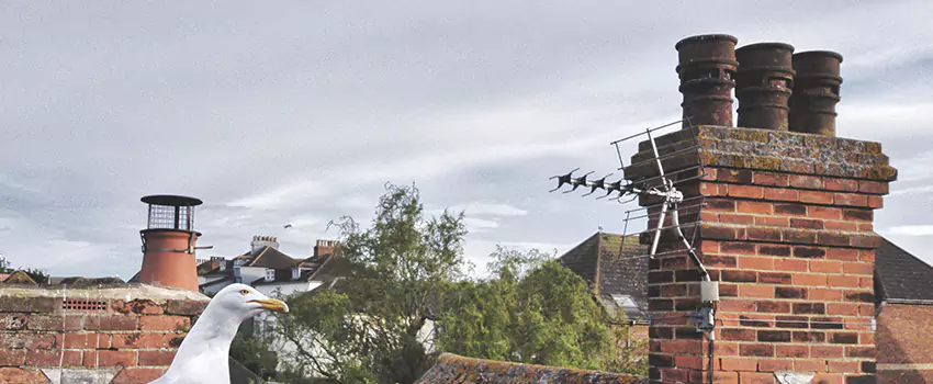 Chimney Cleaning And Restoration in Trenton, New Jersey